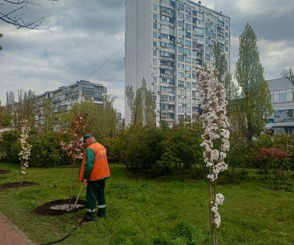 Львів підтримує Київ: висадили понад шість сотень дерев